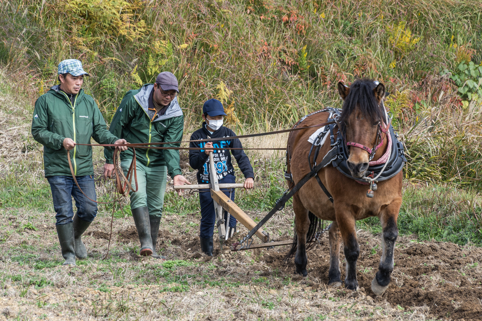 Nagoya University Museum hosts Kiso Horse ploughing event at Nagoya University Farm