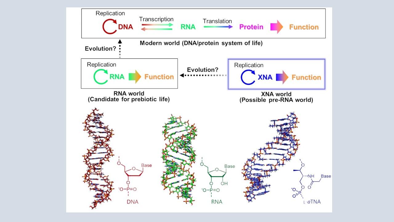 Origins of life could have started with DNA-like XNAs