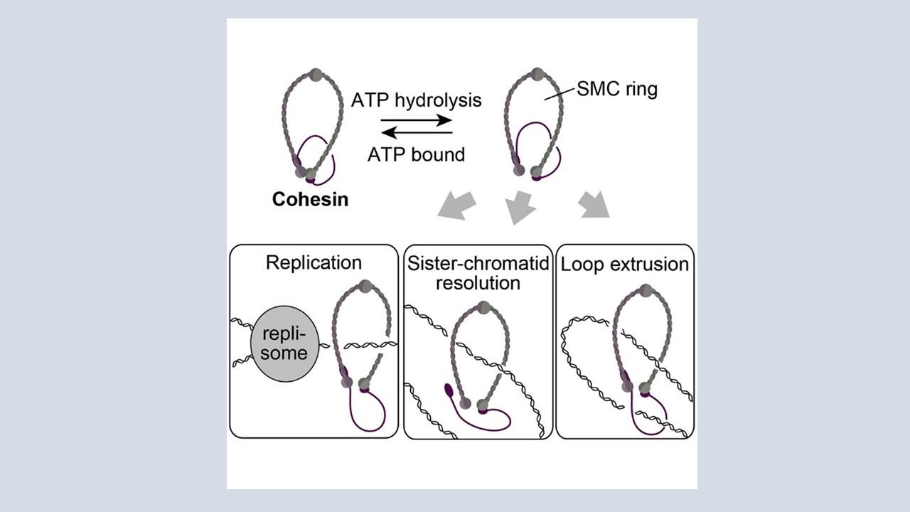 Cohesin opens up for cell division