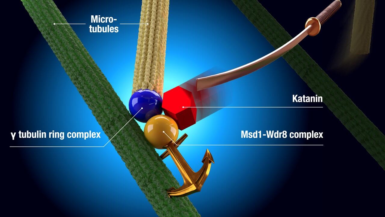 Katana, anchor and protein – uncovering mysteries of microtubule formation in plant cells