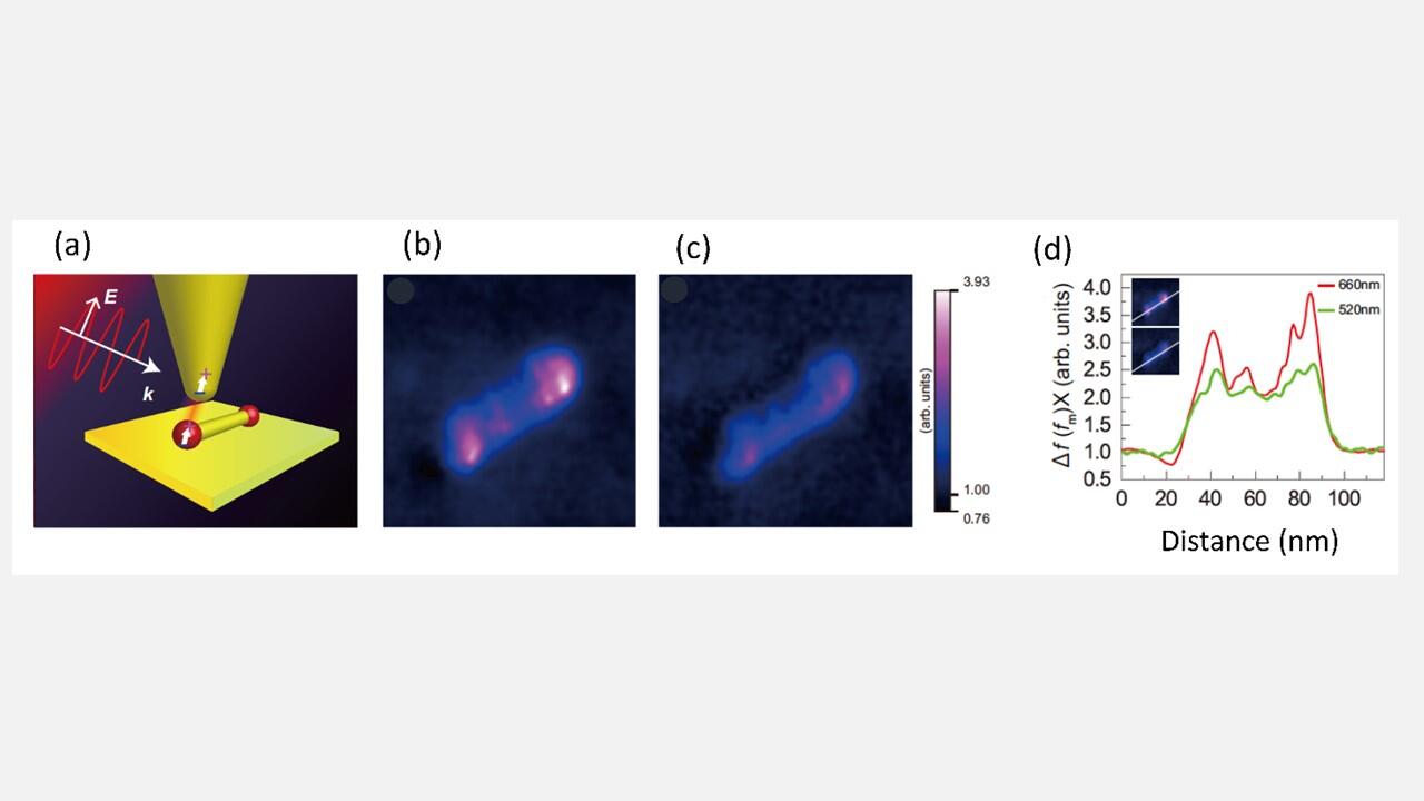 A world first! Visualizing atomic-scale structures with the optical force