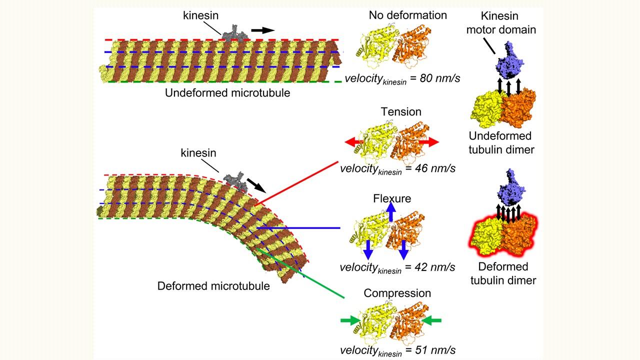 First evidence of microtubules’ mechanosensitive behavior