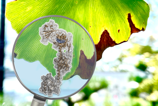 Hope rising for understanding and protecting against black rot disease