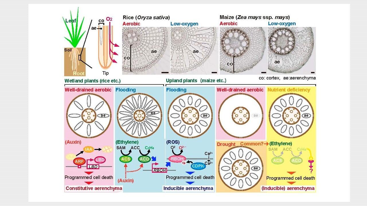 Underwater ‘breathing’ plants could be key to stress-resistant crops
