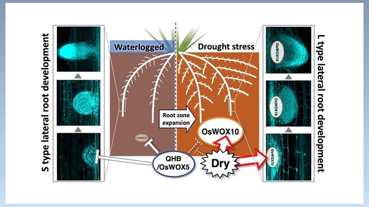 The root of it: Understanding molecular basis of lateral root development in rice