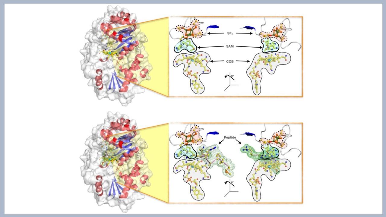 How a particular protein regulates up to two-thirds of the world’s methane emission: key mechanism for methane emission in anaerobic environments is now understood, potentially helping the fight against climate change