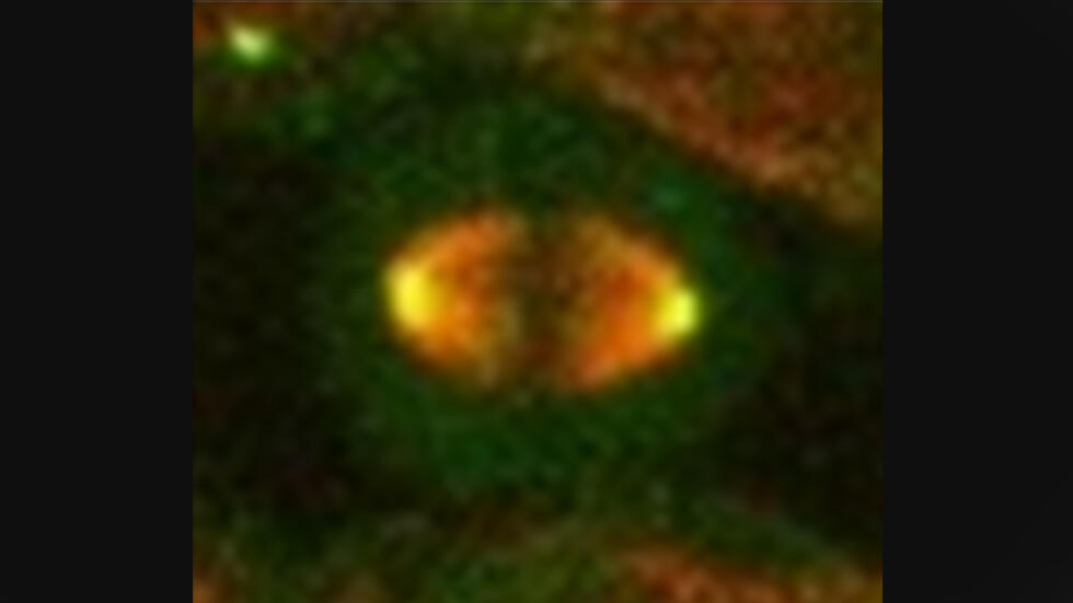 Experimental evolution illustrates gene bypass process for mitosis