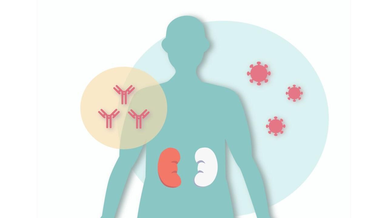 Study suggests importance of a third COVID-19 vaccine for kidney transplant patients