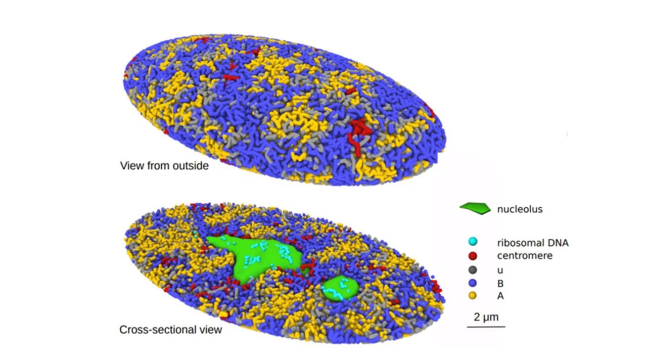 Unveiling the mysteries of the genome structure in the human cell nucleus using a 3D computational simulation