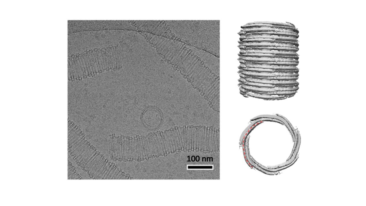 By Odin’s Beard! Tubulins named after the Norse god may be the missing link between single-celled organisms and human cells