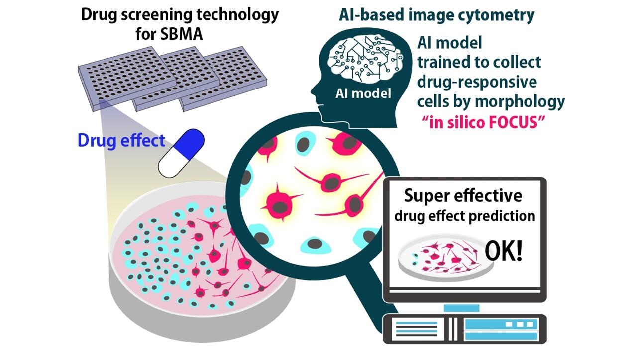 AI analyses neuron changes to detect whether drugs are effective for neurodegenerative disease patients