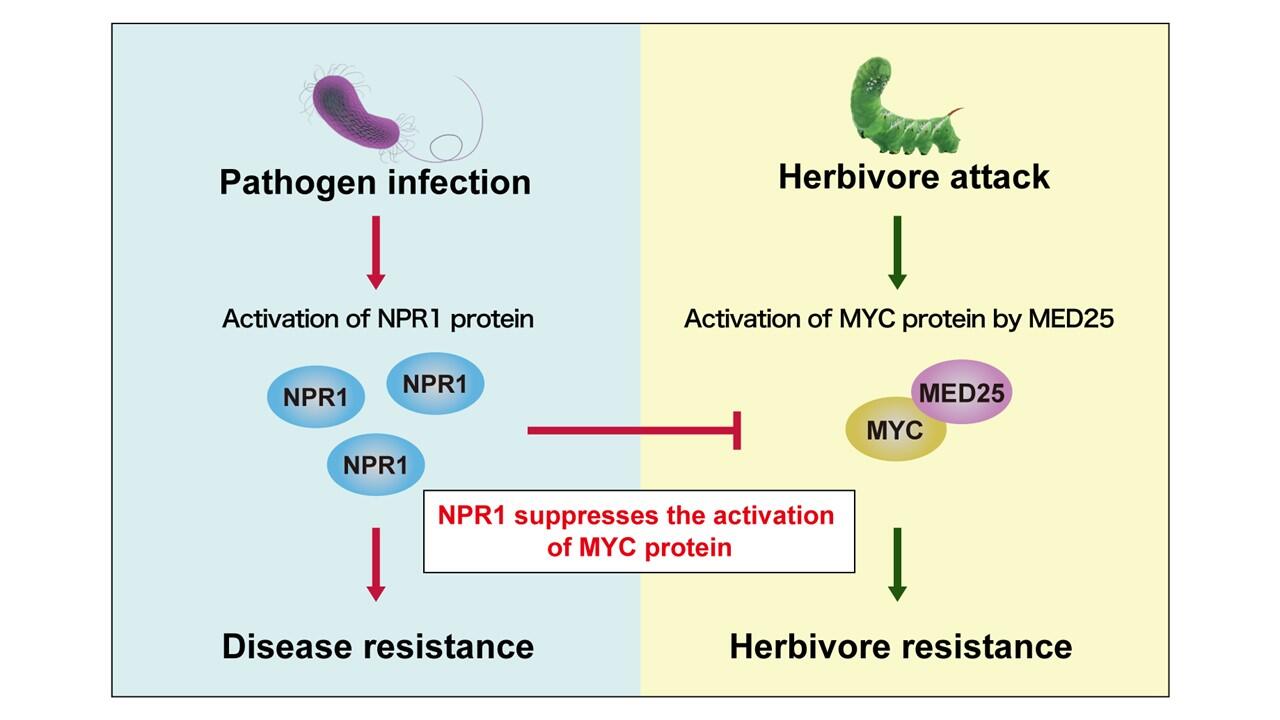 Unique protein suggests a further step towards insect-resistant crops