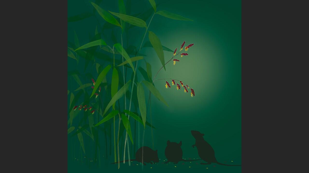 Once in a century flowering and seeding of dwarf bamboo boosts mice populations