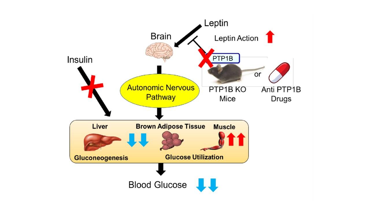 Combined therapy for diabetes improves effect of insulin-alternative in mice