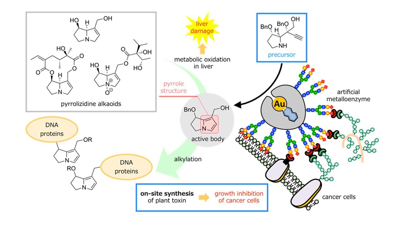 Researchers inhibit cancer cell growth using compounds that protect plants from predators