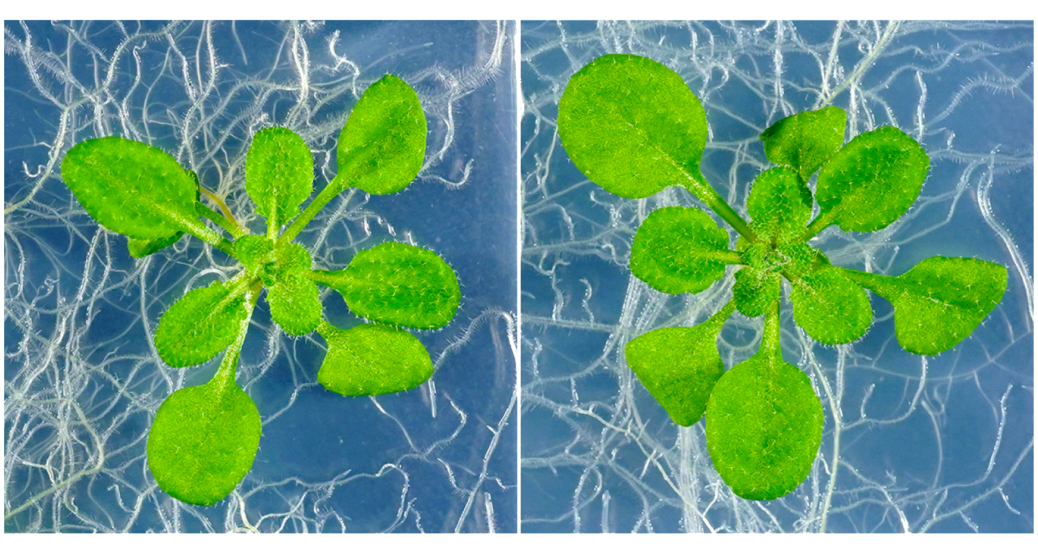 Discovery of family of hormones may be key to increased crop yields