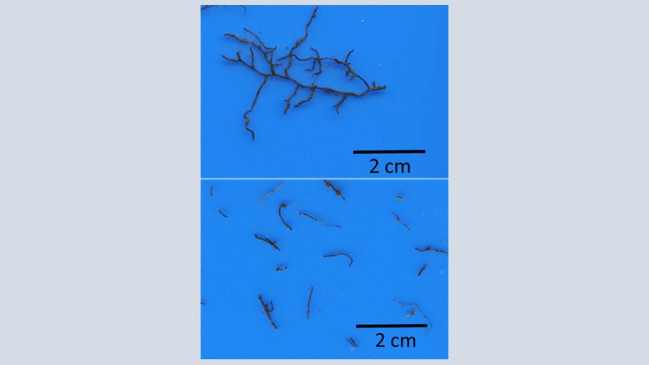 Study sheds light on life cycle of tree roots
