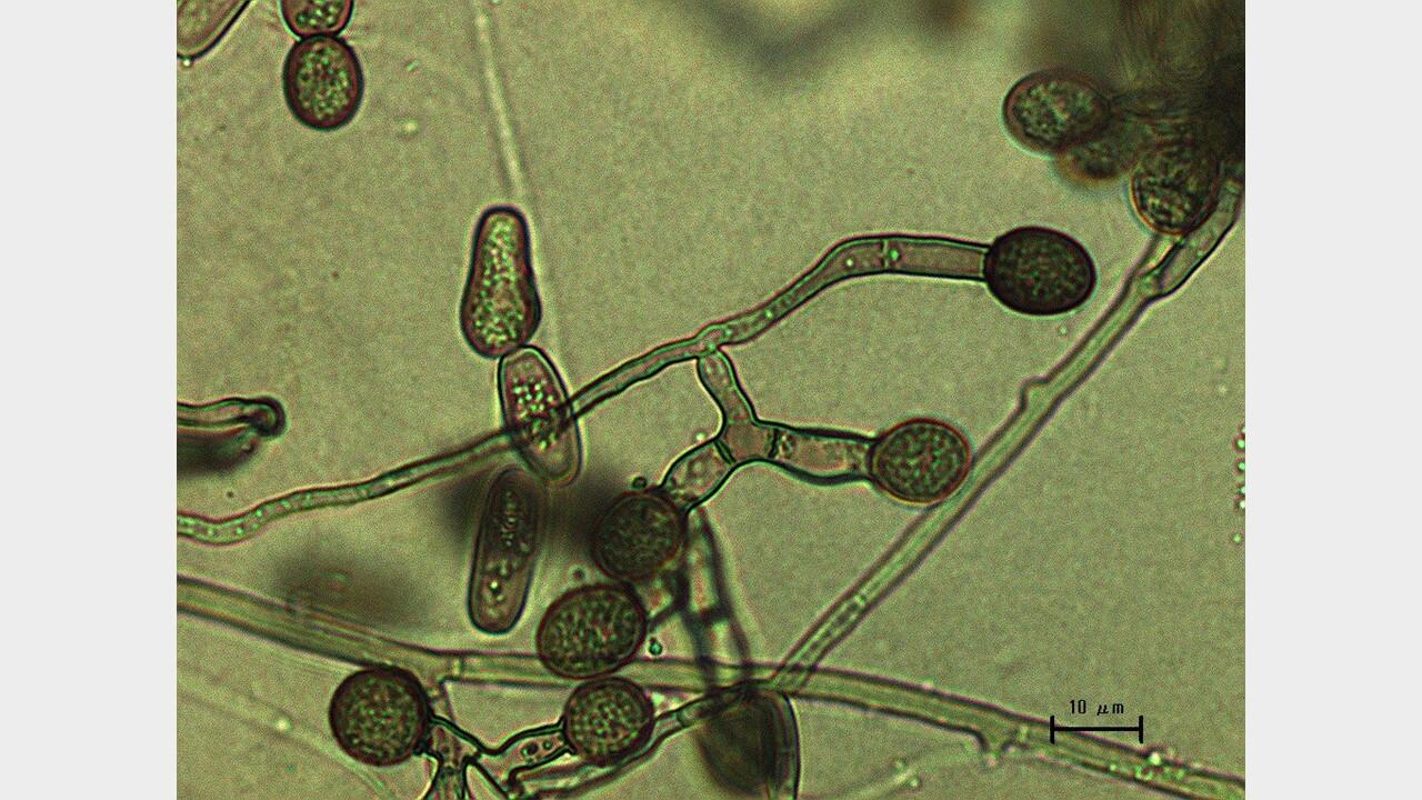 Two fungi work together to kill fig trees