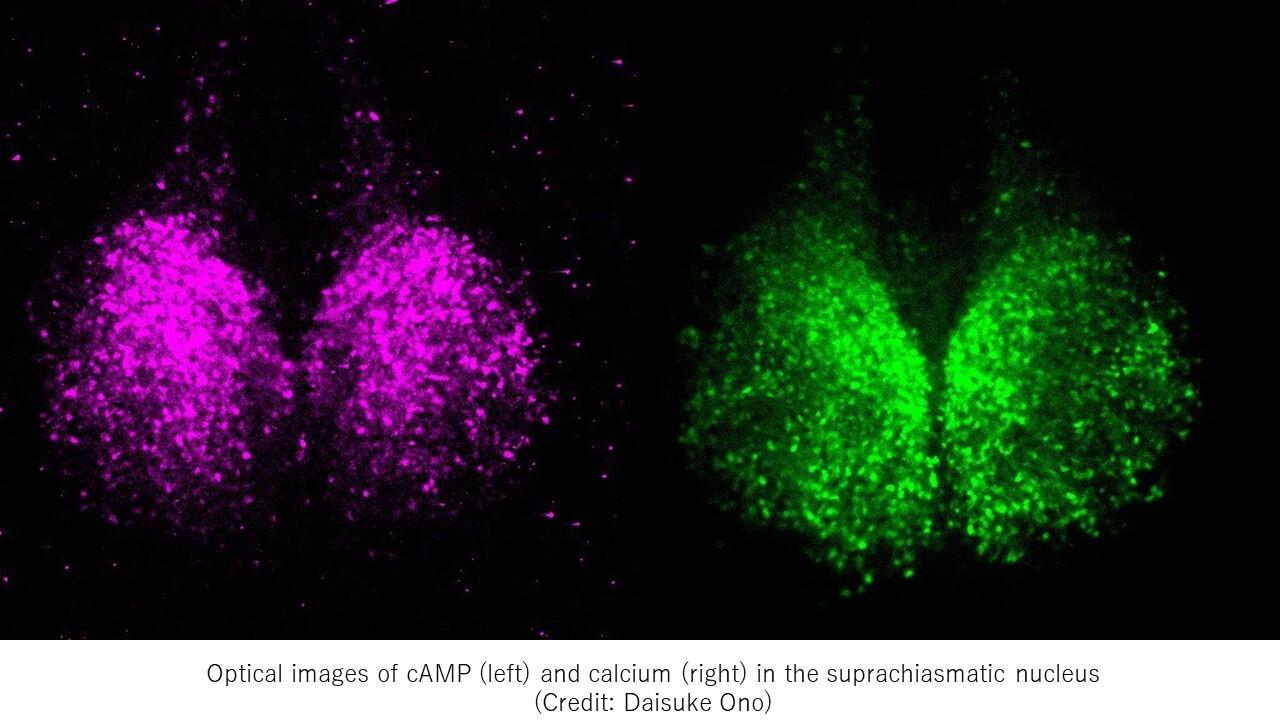 New study deepens understanding of the regulation of circadian rhythms in the mammalian central clock