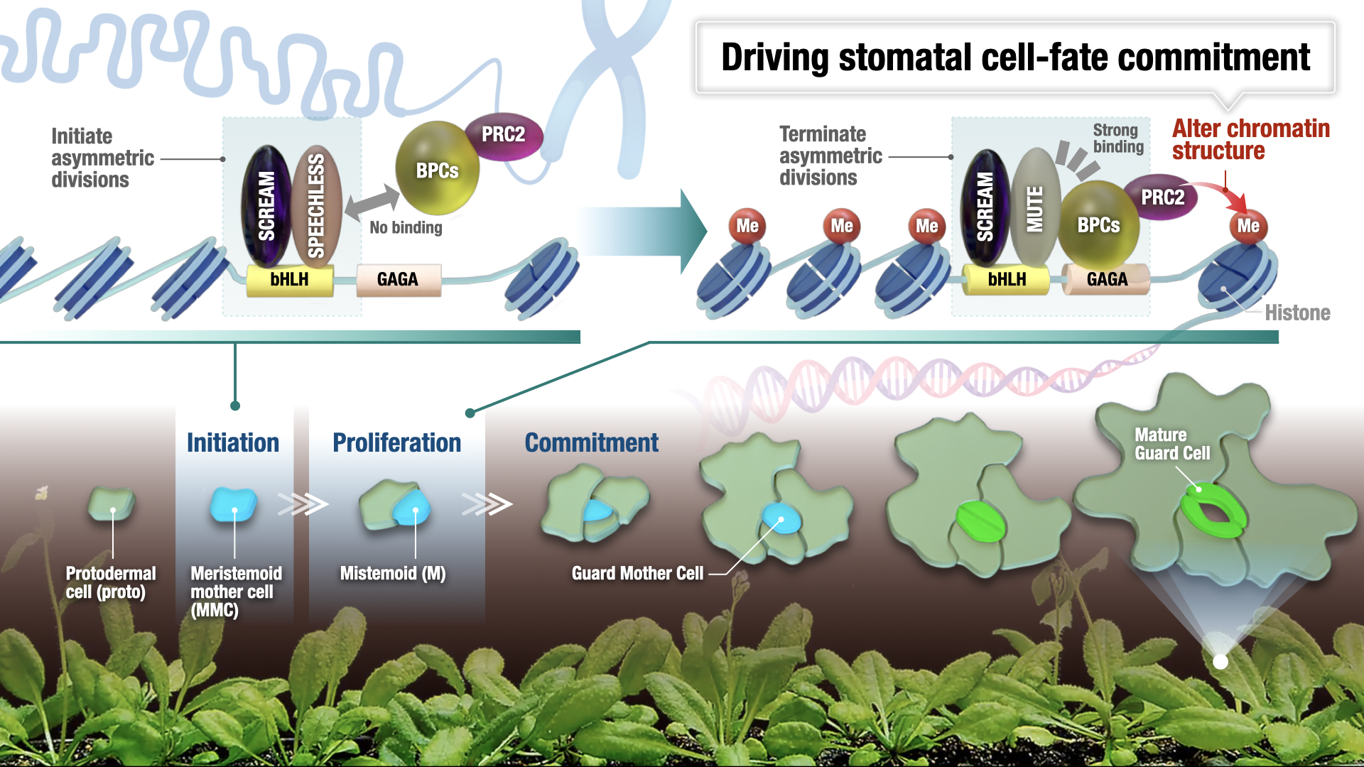 Scientists find unlikely pairs of DNA elements and regulator proteins make small plant stem cells destined to become tiny mouths