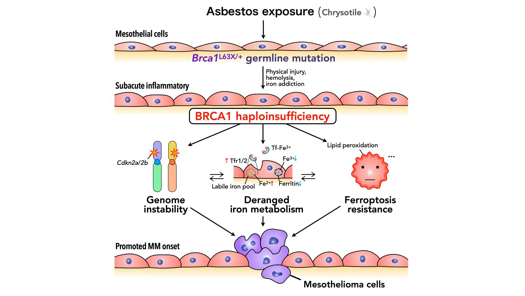 People with the gene mutation BRCA1 may face greater risk of developing aggressive cancer caused by asbestos exposure