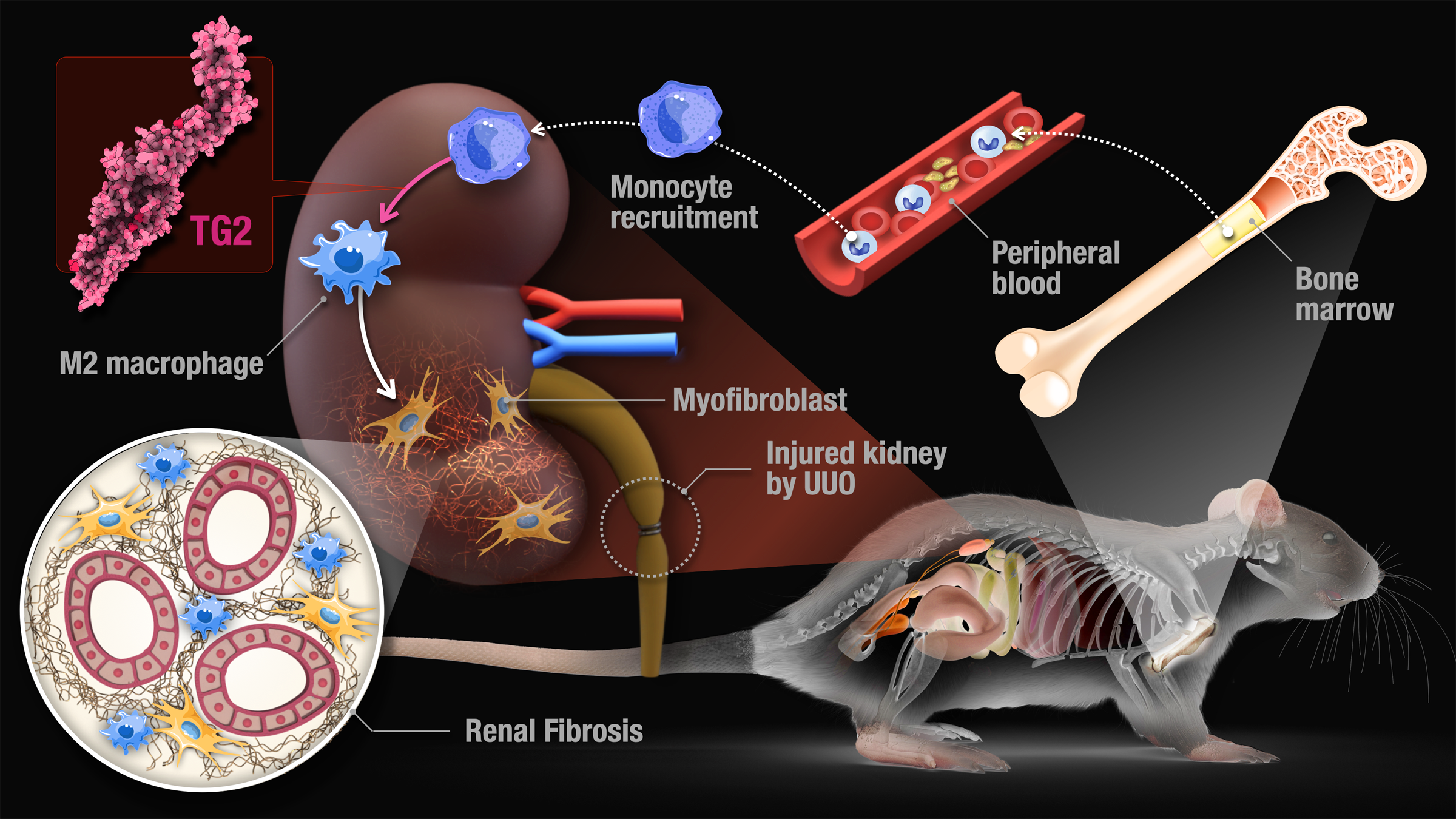 Enzyme-regulating macrophages found in both humans and mice open the door to translating findings in mice into human therapies
