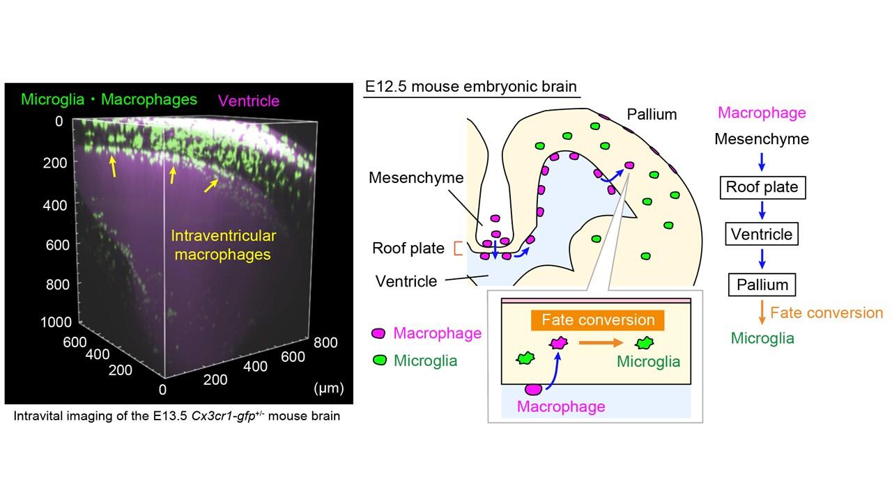 Alternative route used by specialized immune cells to colonize the embryonic brain suggests new approach to fighting fetal brain dysfunction