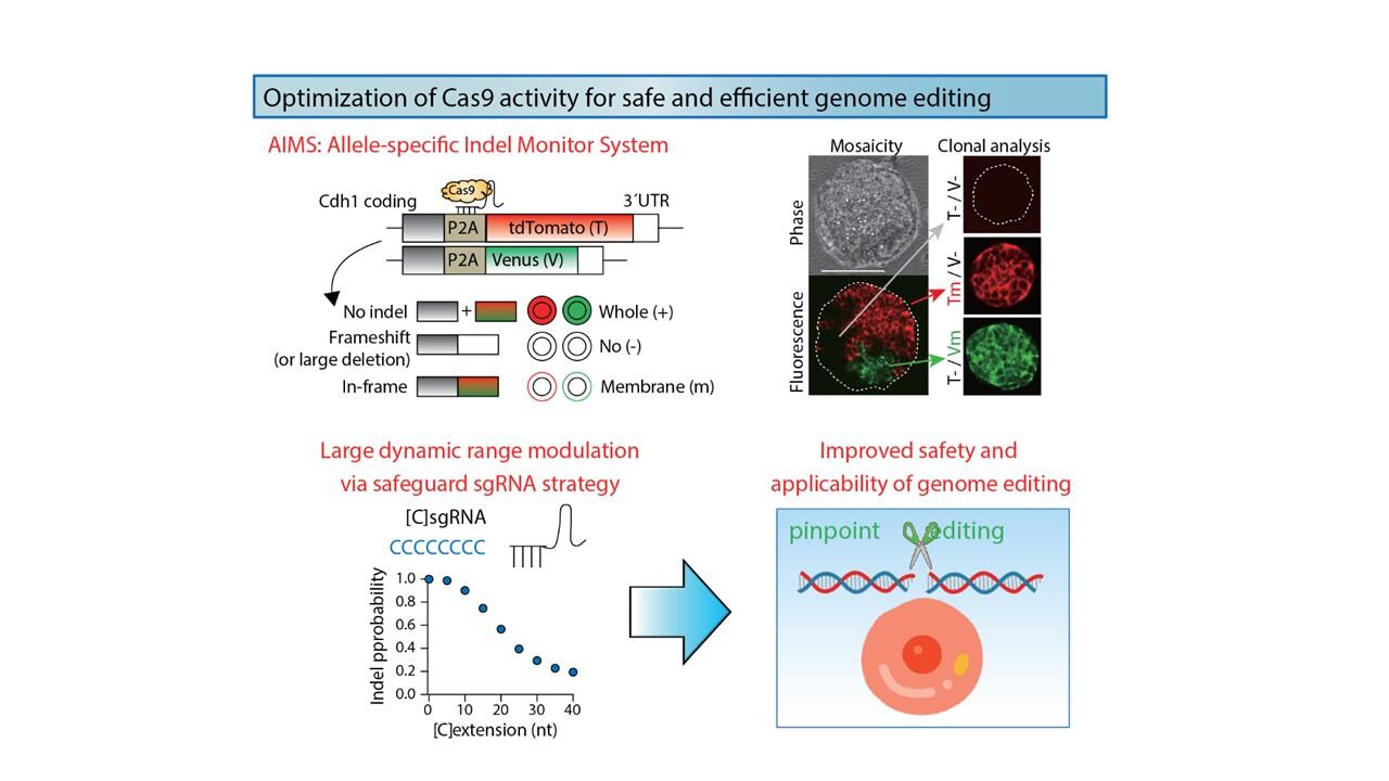 A new technique opens the door to safer gene editing by reducing the mutation problem in gene therapy