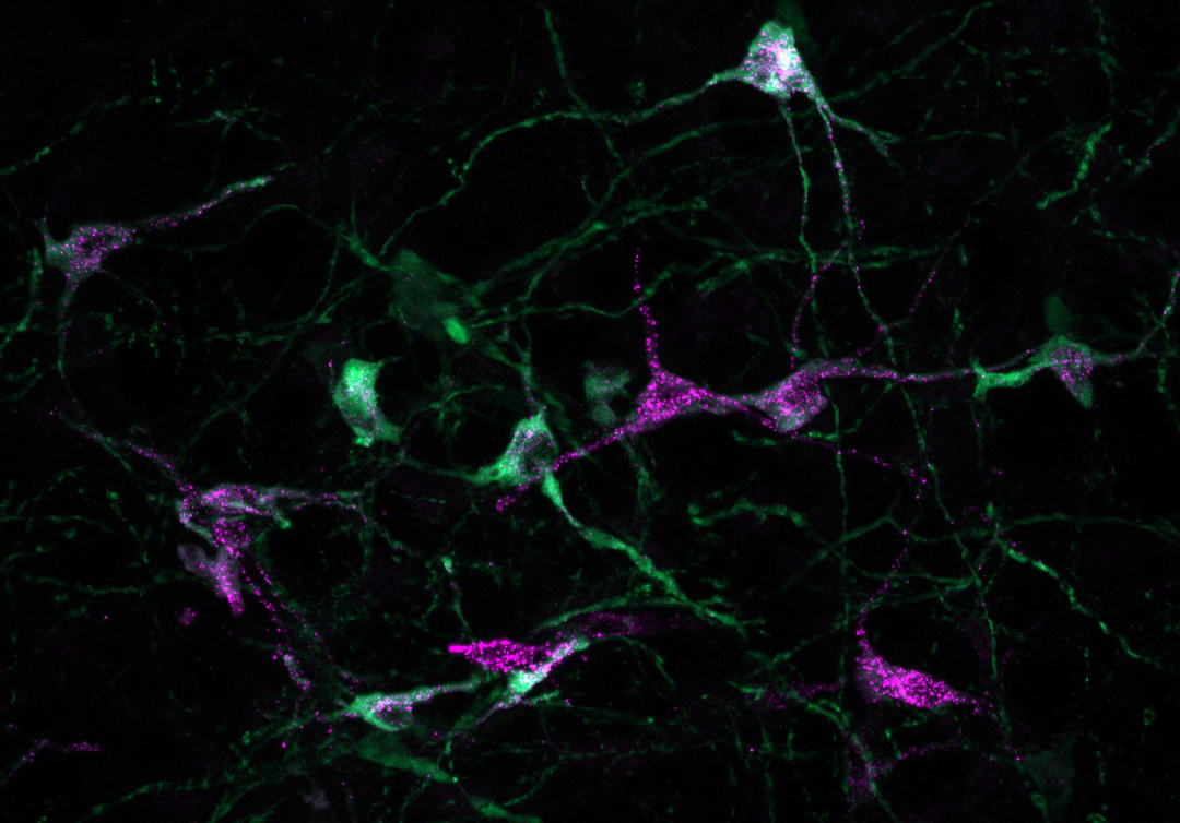 Uncovering the role of ATP in ovulation suggests new treatment for infertility