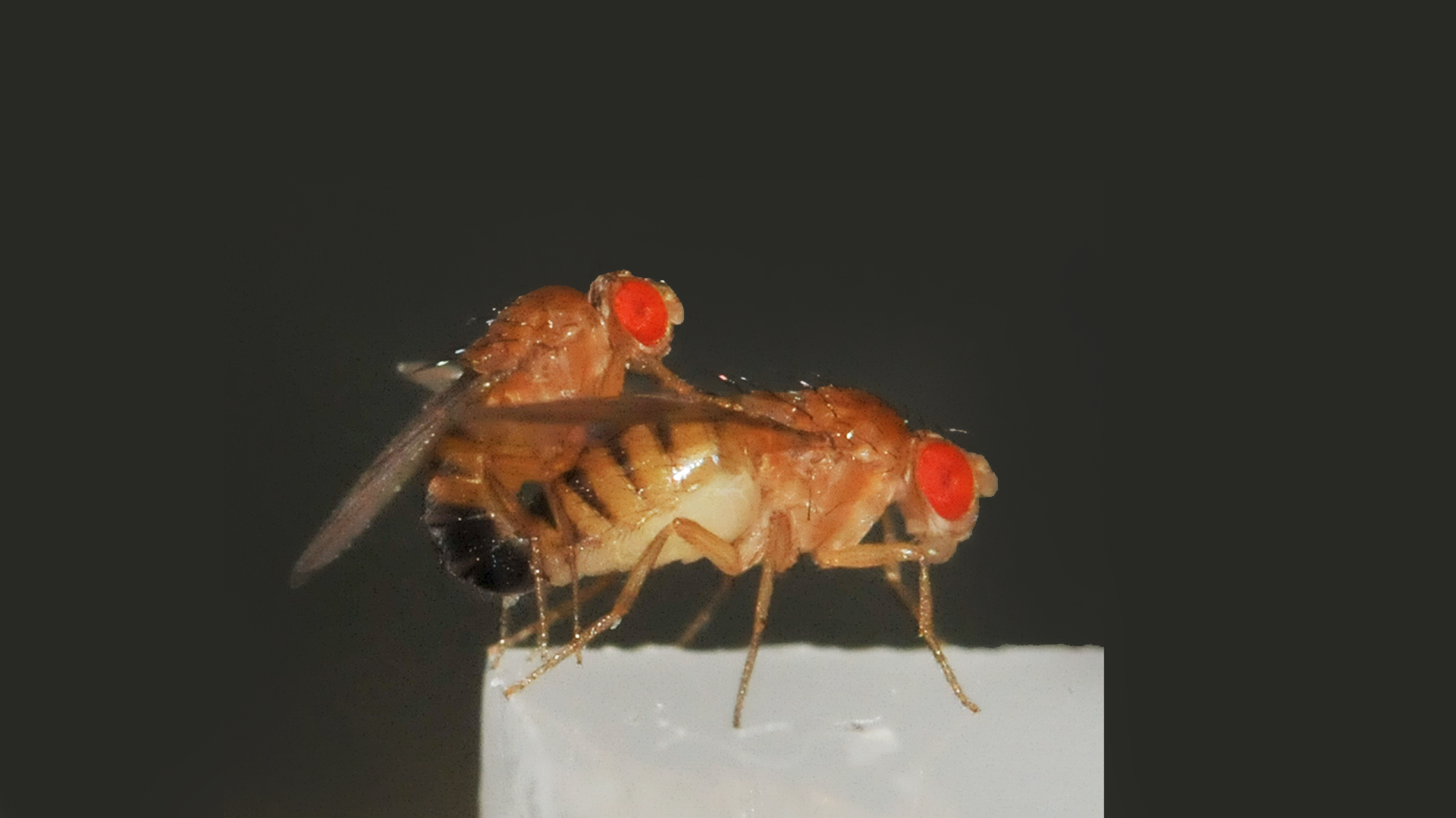 Boy fly meets girl fly meets AI: Training an AI to recognize fly mating identifies a gene for mating positions