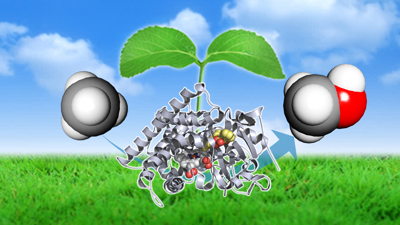 Reducing the carbon footprint of methane by converting it into methanol with a new enzyme