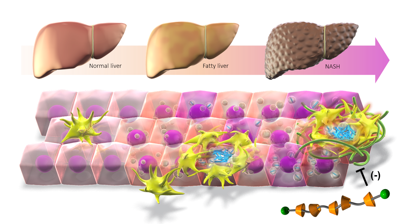 Treating NASH disease by removing cholesterol from macrophages using a unique supramolecule