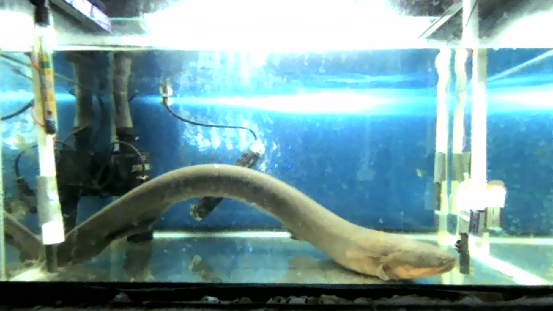 Shocking’ discovery: Electricity from electric eels may transfer genetic material to nearby animals