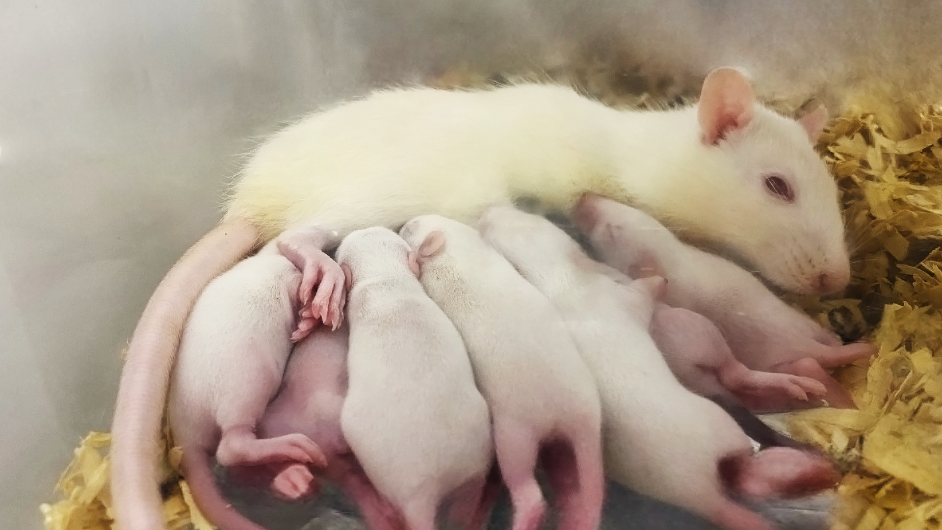 Brain cell discovery sparks hope for fertility treatments