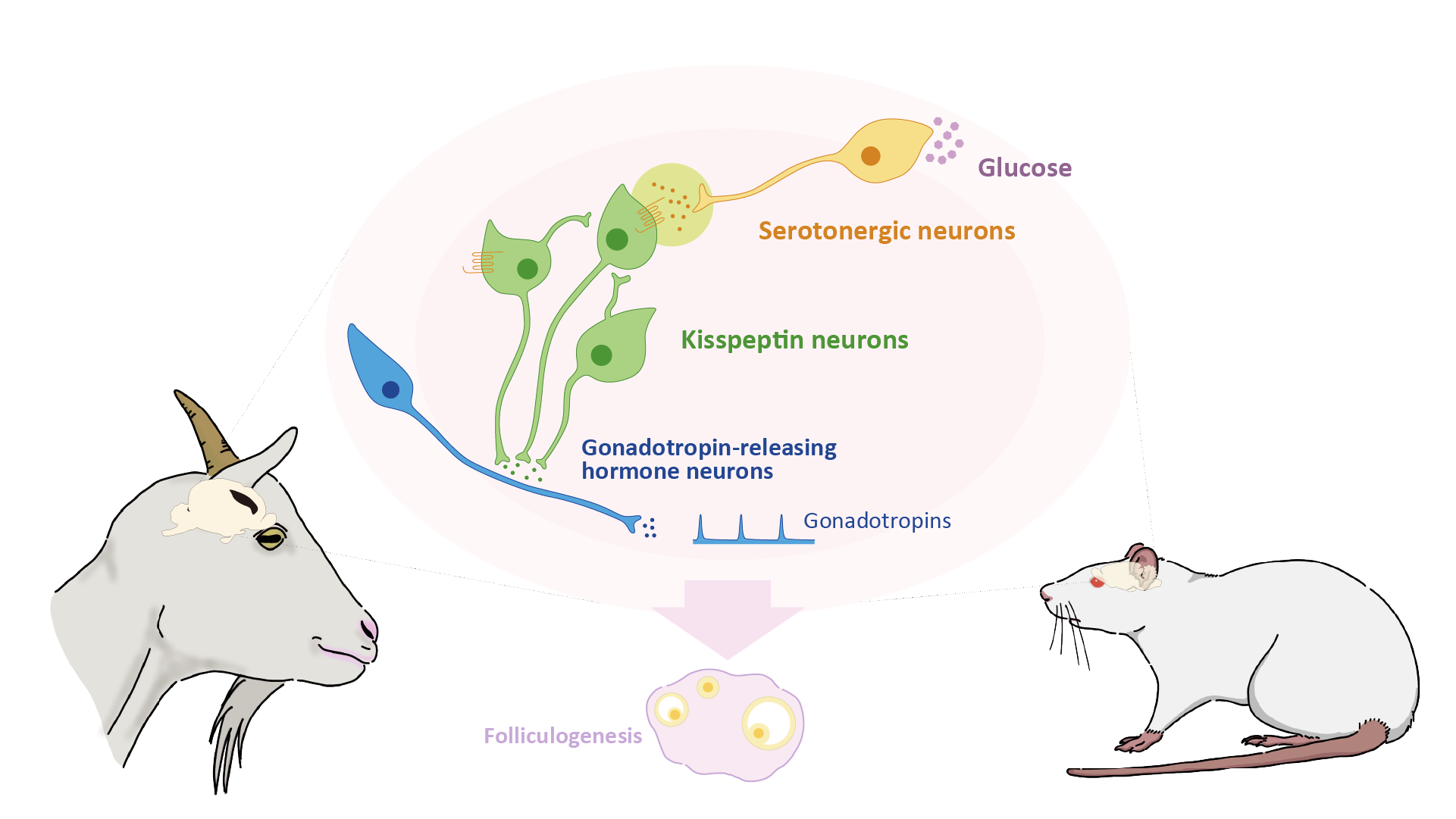 Serotonin neurons improve fertility by sensing energy availability, suggesting treatment for depression-related infertility
