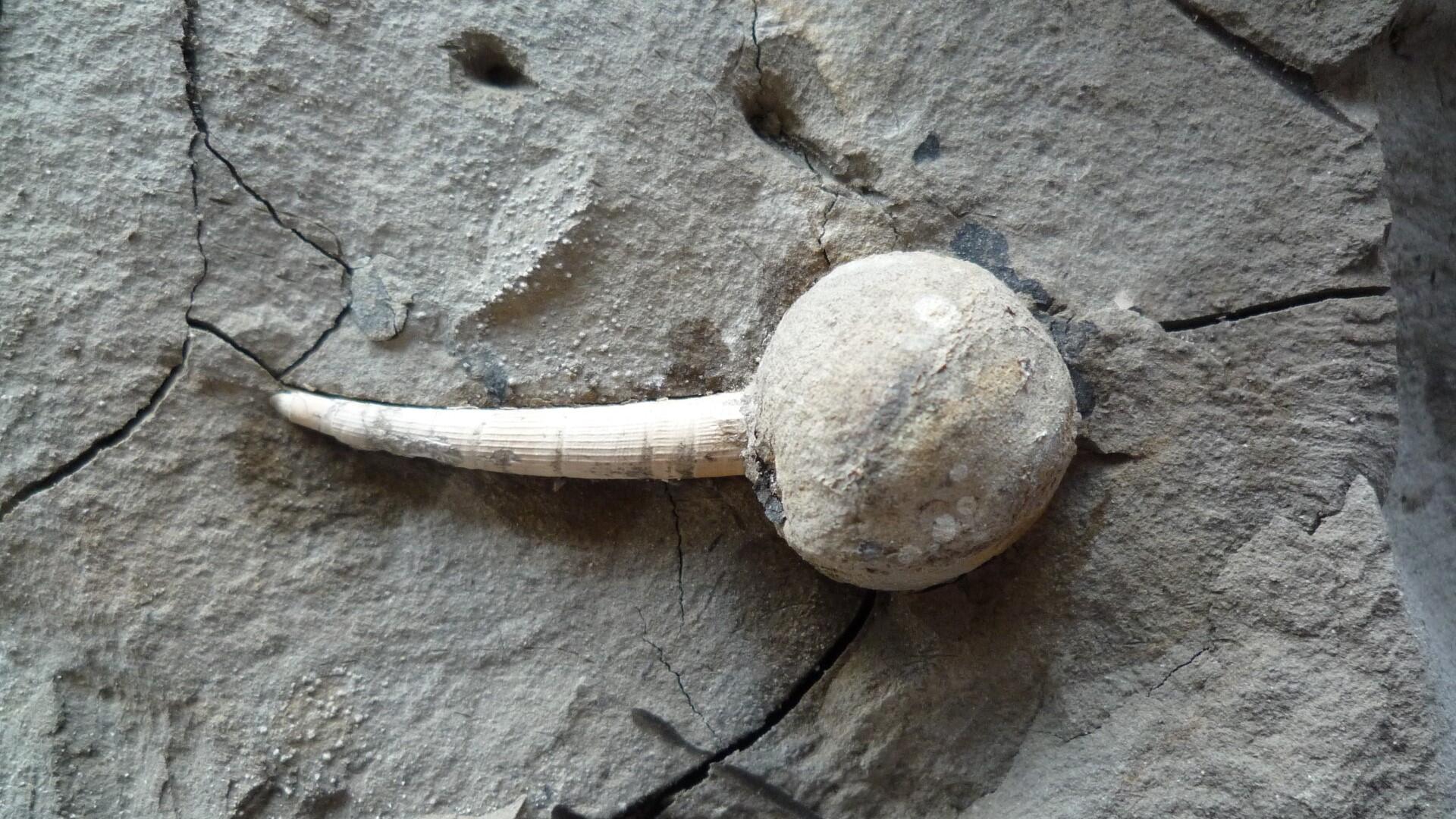 Fossilizing’ cracks in infrastructure creates sealing that can even survive earthquakes