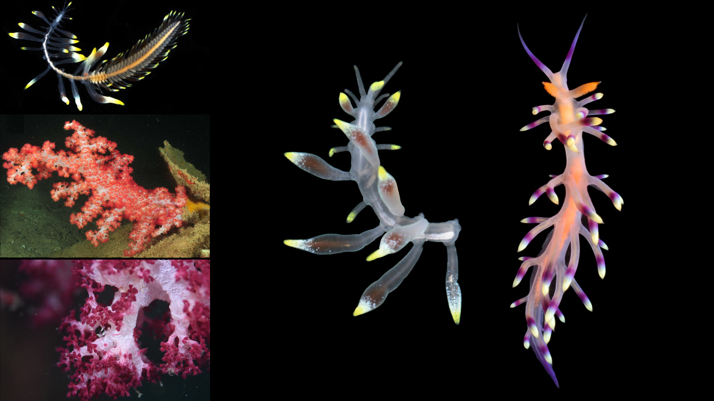 Discovery of a new marine worm mimicking nudibranchs to avoid predators