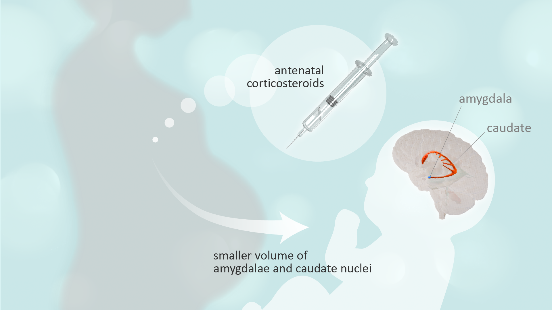 A common steroid therapy may influence brain development in preterm infants