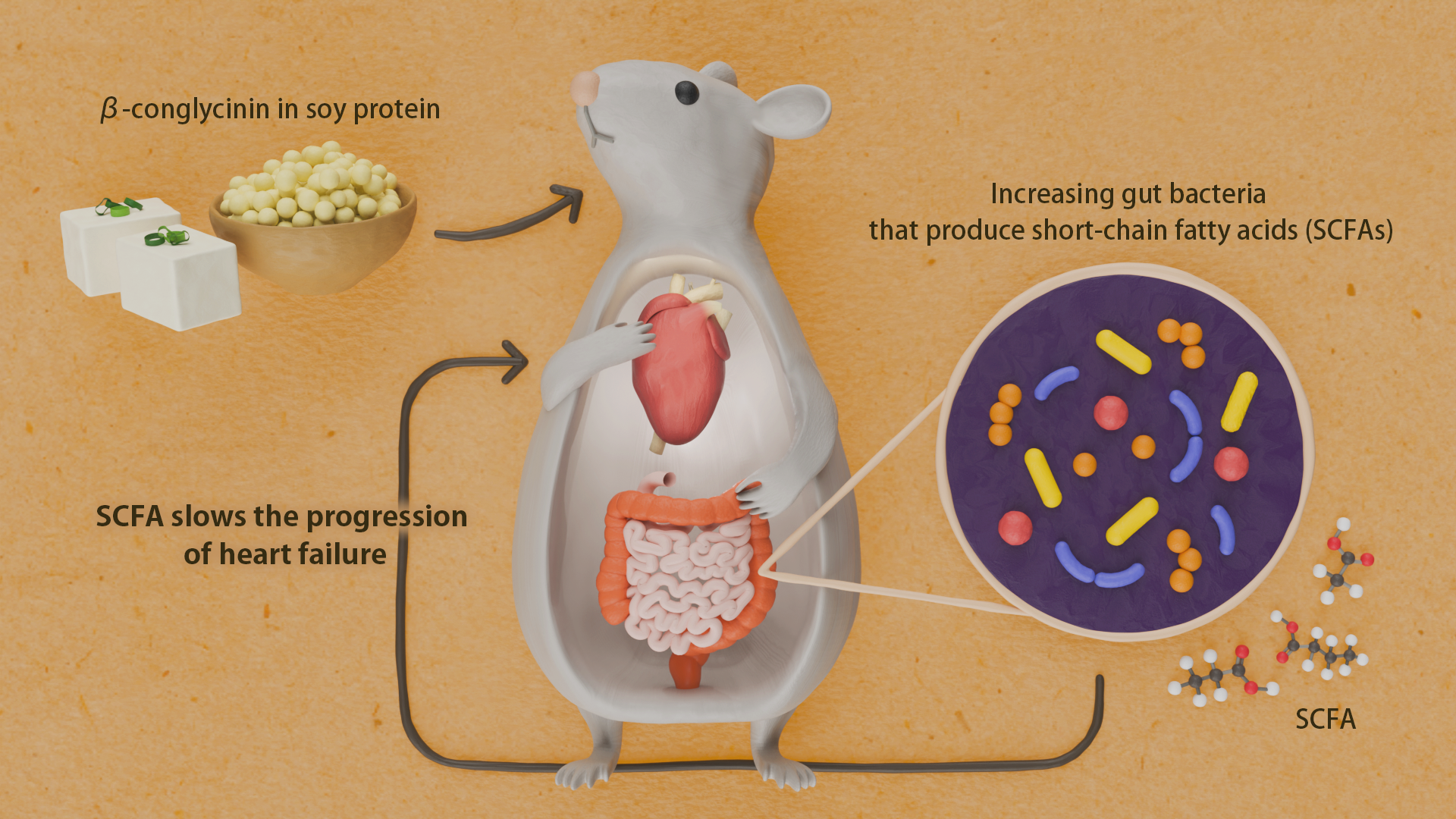 Protein in soy may reduce the risk of heart failure by affecting gut bacteria