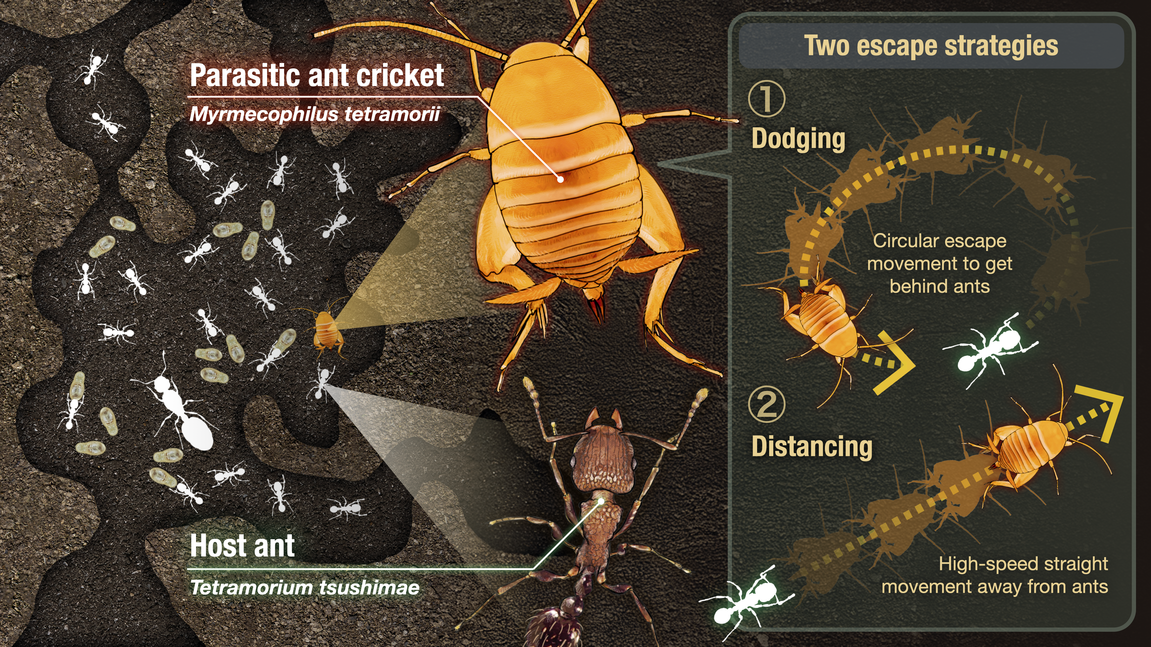 How crickets co-exist with hostile ant hosts