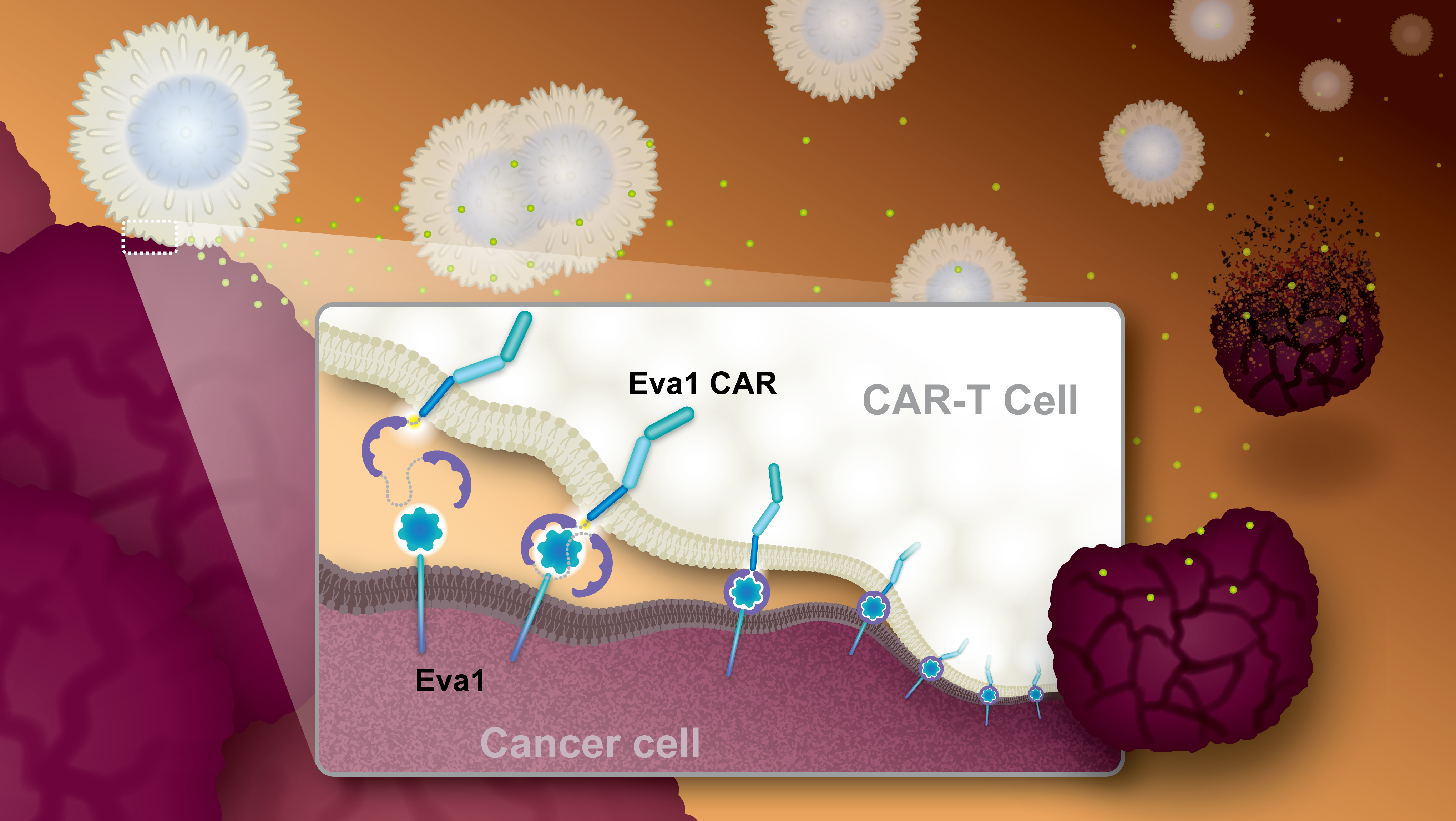 Scientists design a new tumor-targeting system for cancer fighting cells