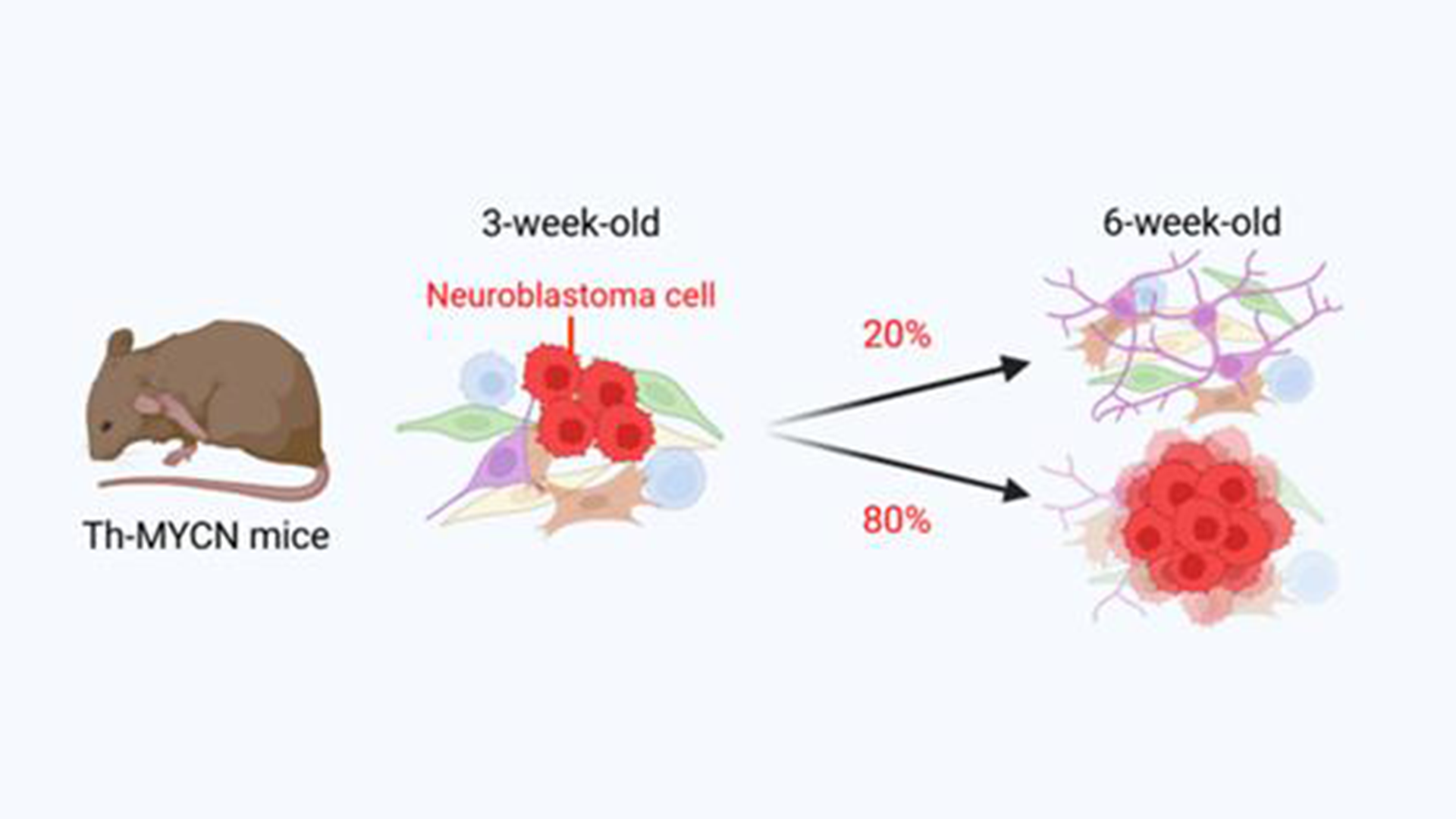 Some Cancer Cells Just Won’t Commit: Good News for Neuroblastoma Cancer Patients
