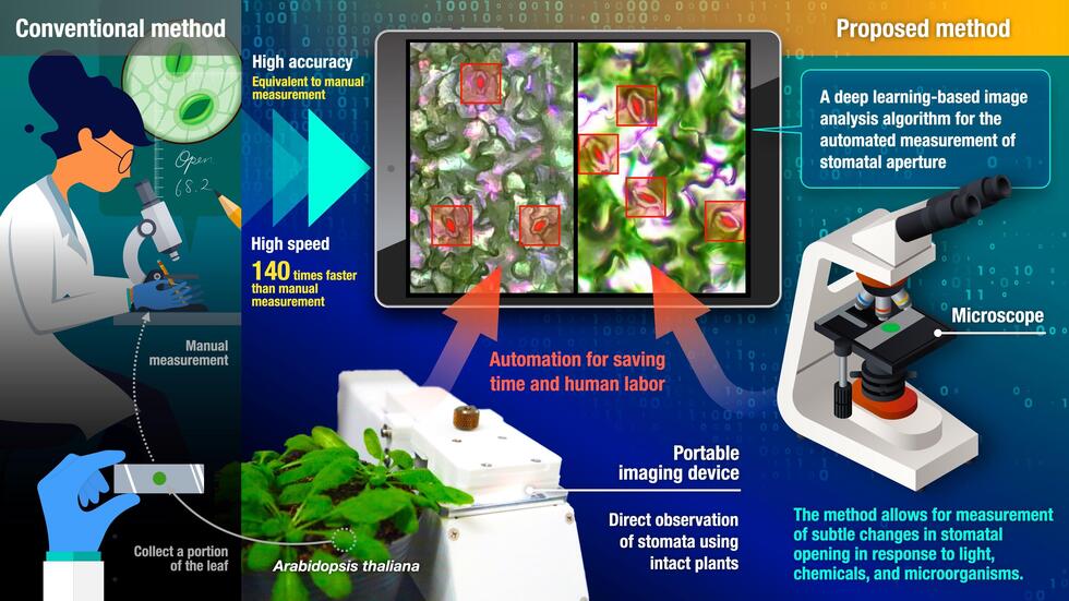 Development of Technologies for Automatic Measurement and non-destructive observation of Stomata in Arabidopsis thaliana