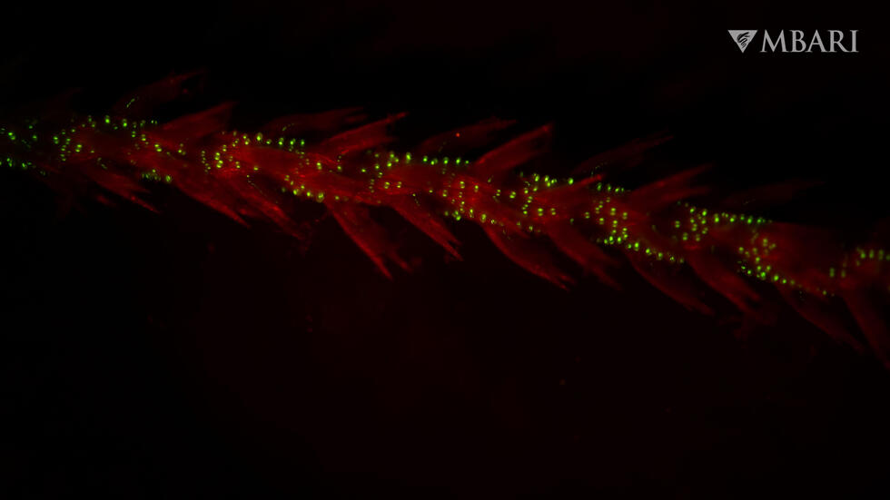 Coral identified as oldest bioluminescent organism, suggesting a new model of ancient ecology