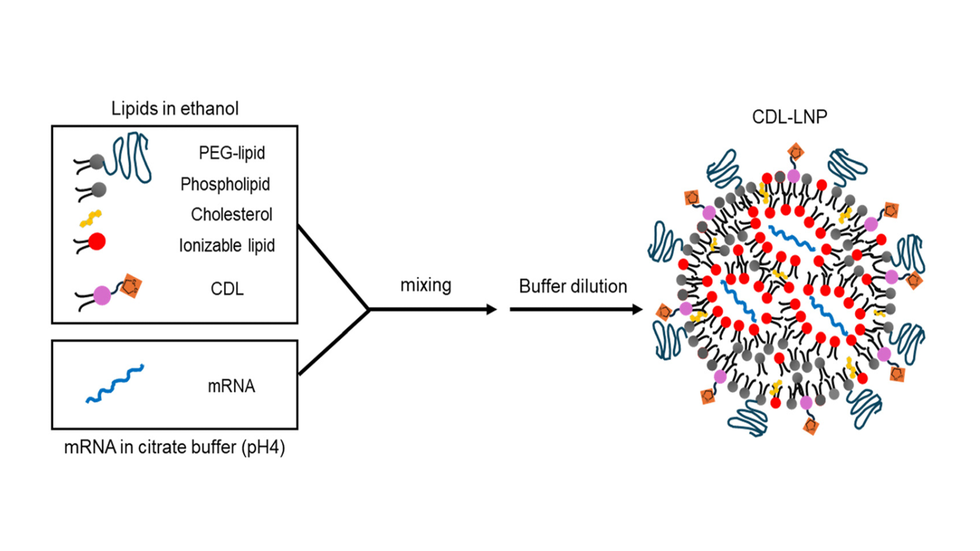 New cyclic disulfide lipids help stop cancer growth in mice