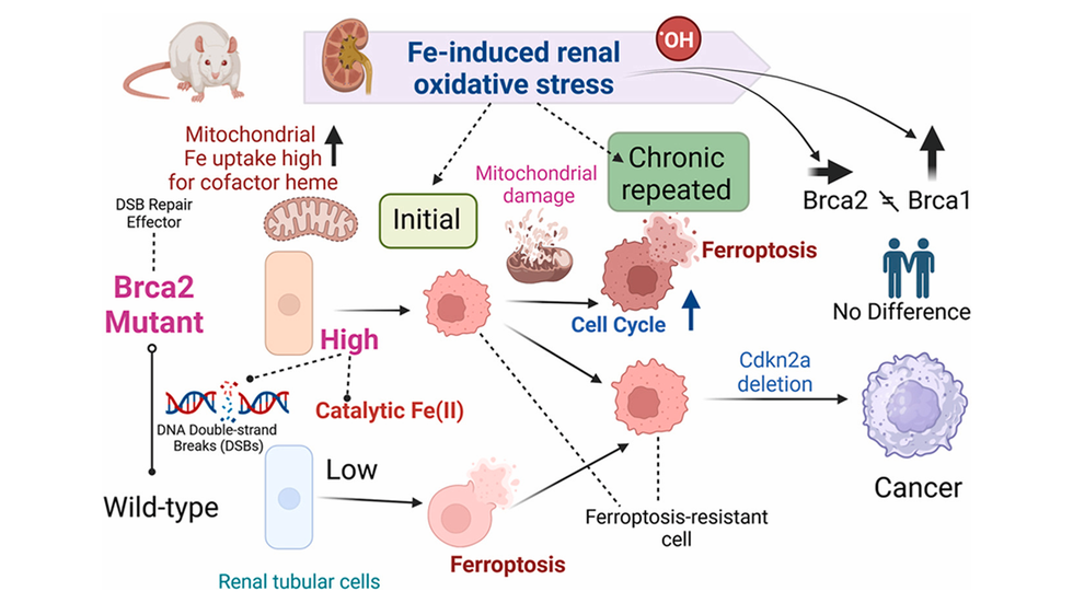 Oxidative stress may suppress cancer onset in individuals with BRCA2 gene variants