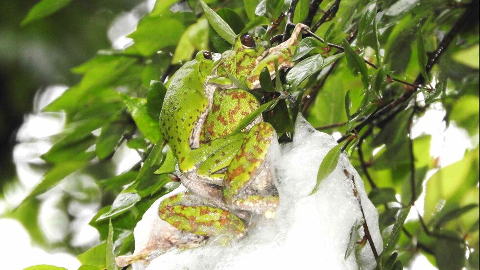 Why do tree frogs lay their eggs on the ground?