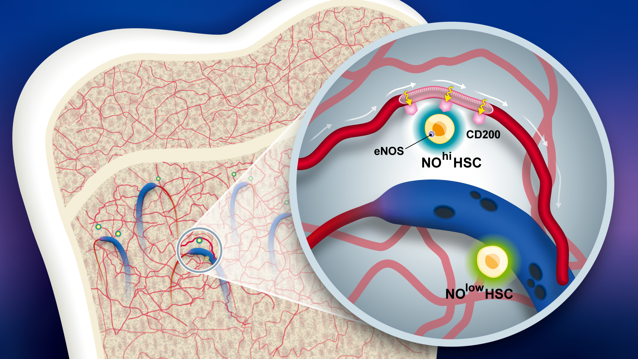 Specialized blood vessels and nitric oxide found to be key to stem cell ...