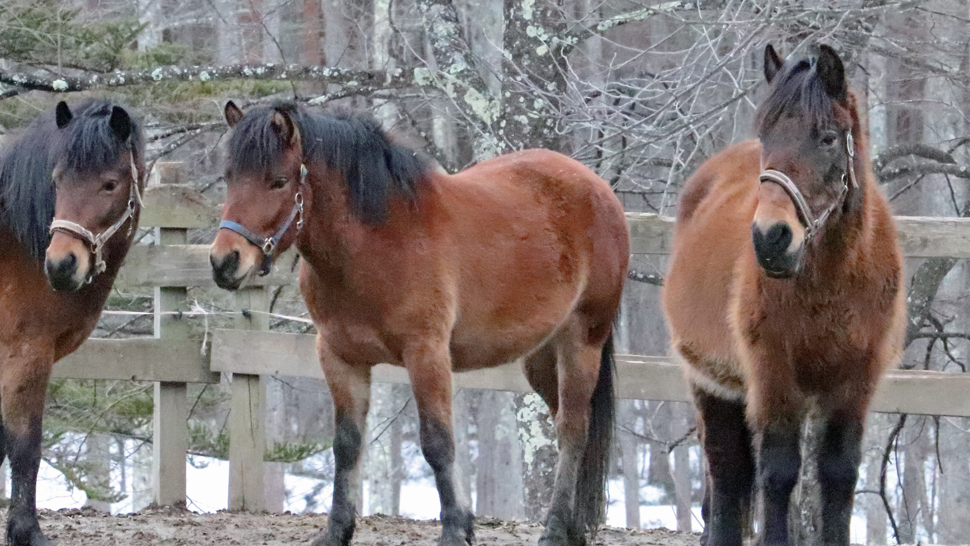 Special Exhibition: The Kiso Horse World Expanding from Dai-san Haruyama