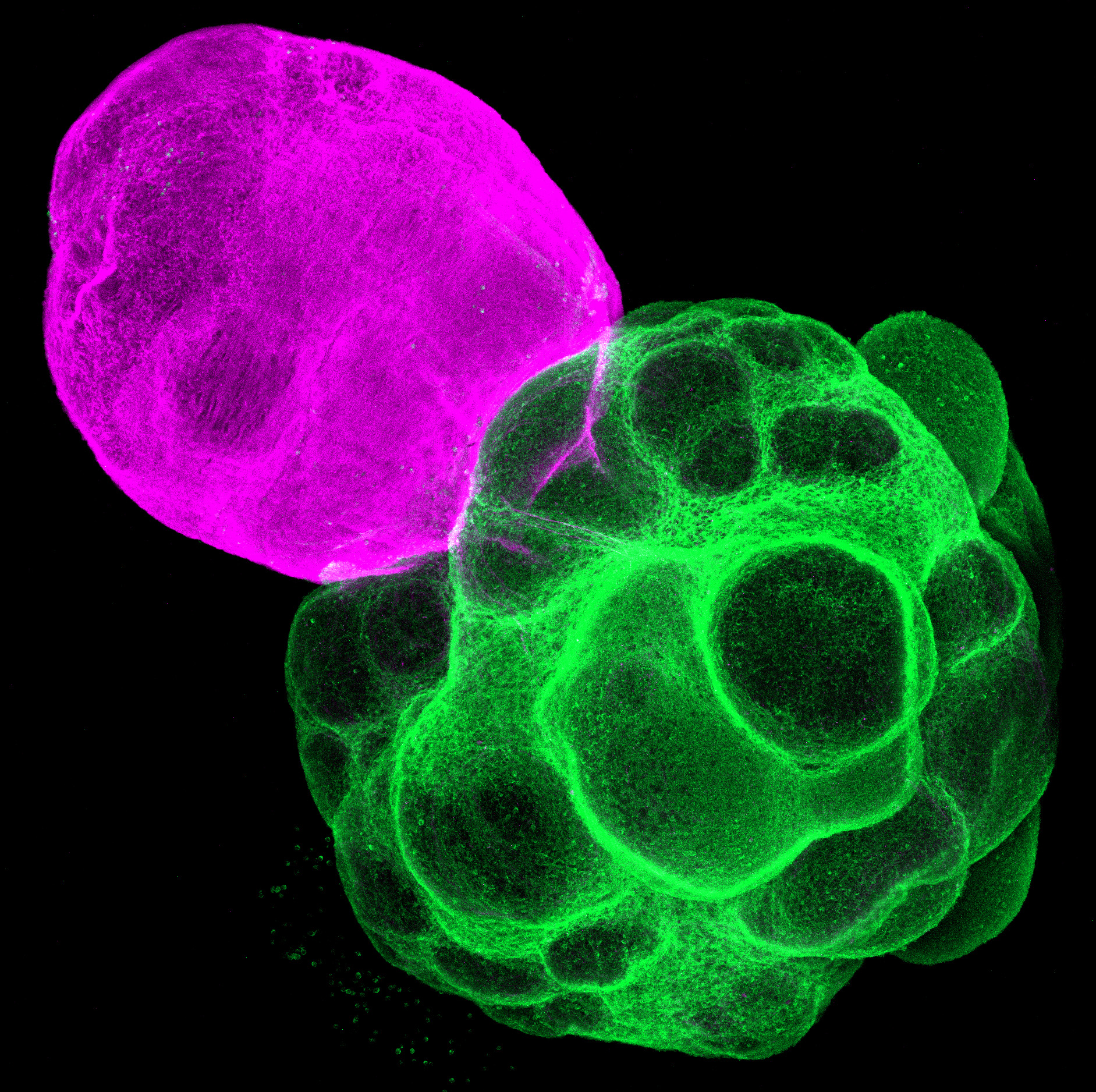 Reproduced human neural circuits show the crucial role of the thalamus in shaping the cortical circuit